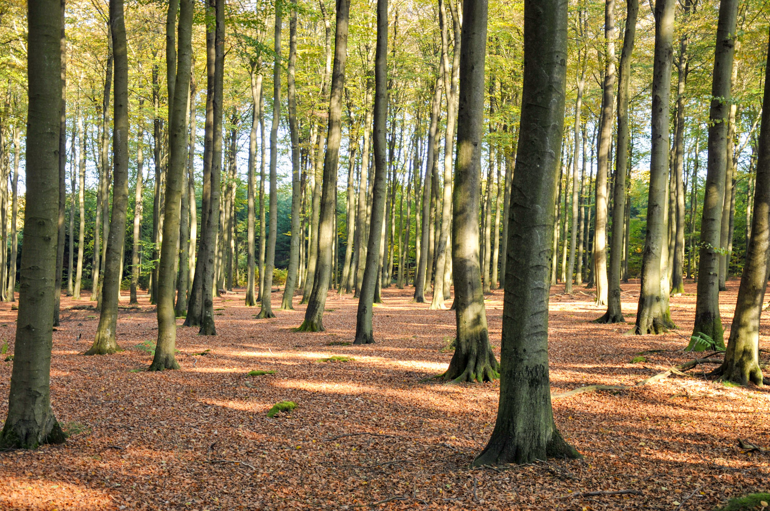 Bosleerpad bij Sankt Vith - alles over de Ardennen