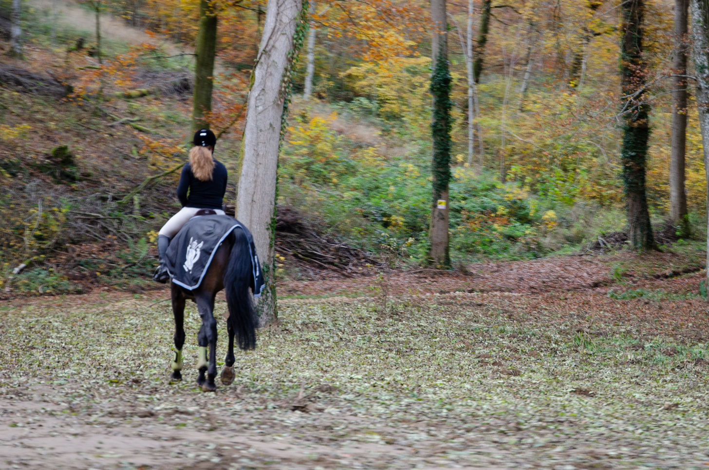Paardrijden in de Ardennen - alles over de Ardennen