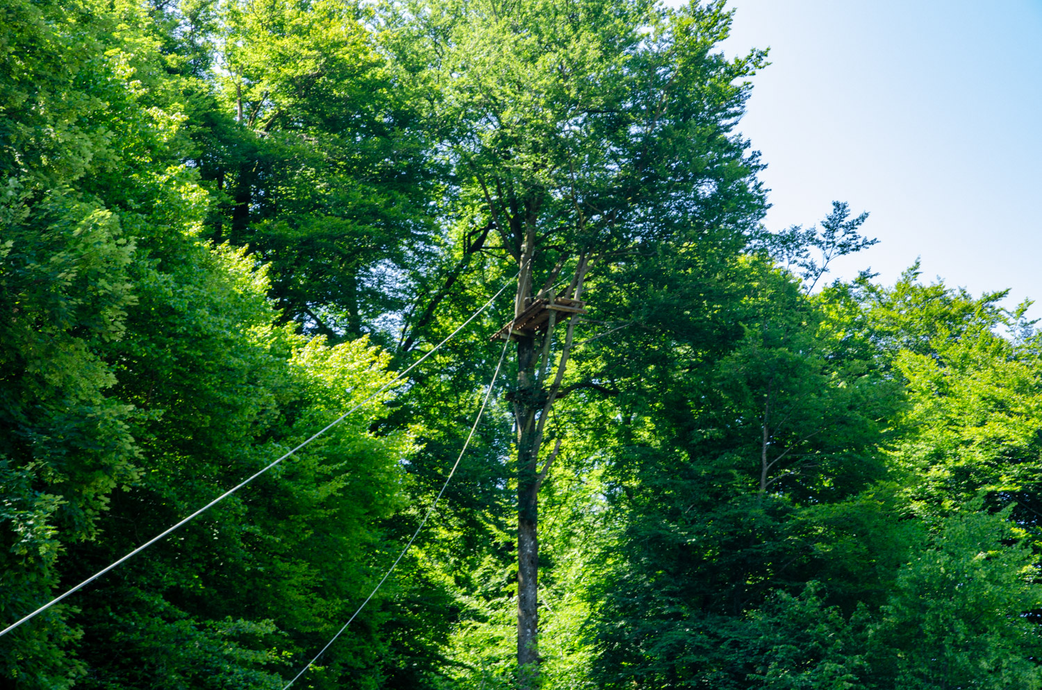 Survivallen in de Ardennen - alles over de Ardennen