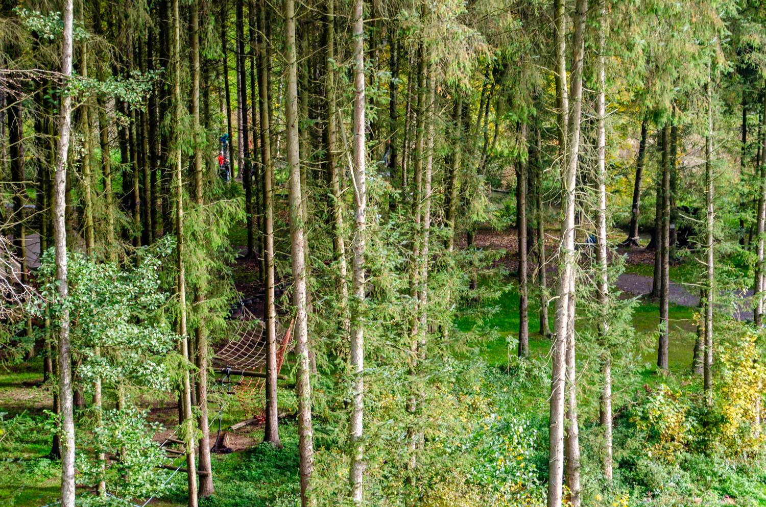 Boomparcours in de Ardennen - Alles over de Ardennen