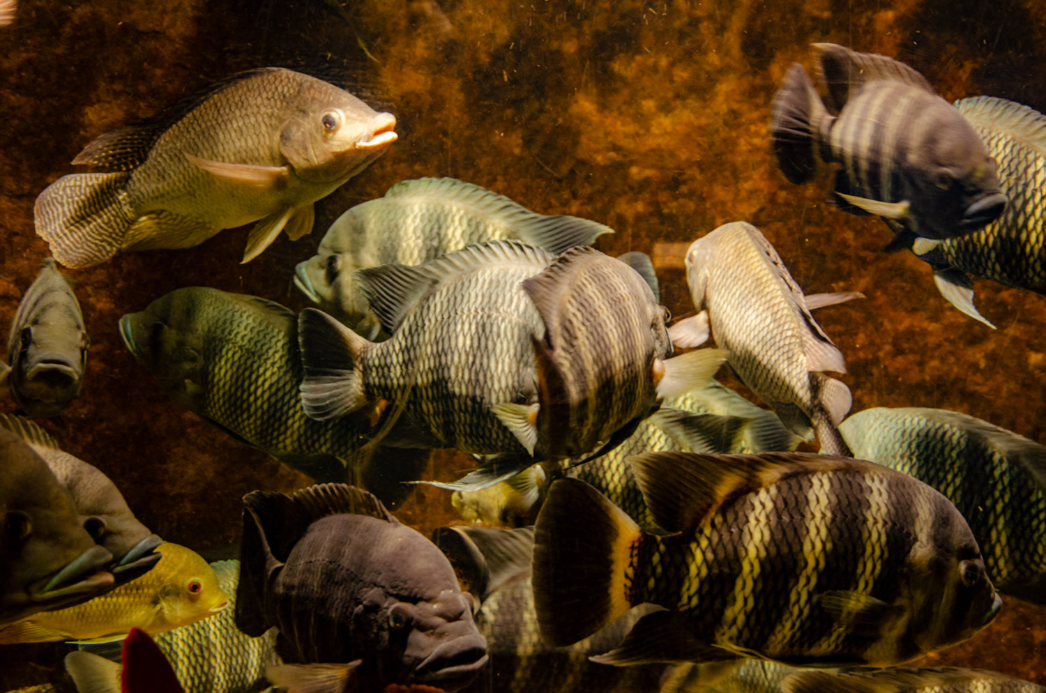 Aquarium van Luik - alles over de Ardennen