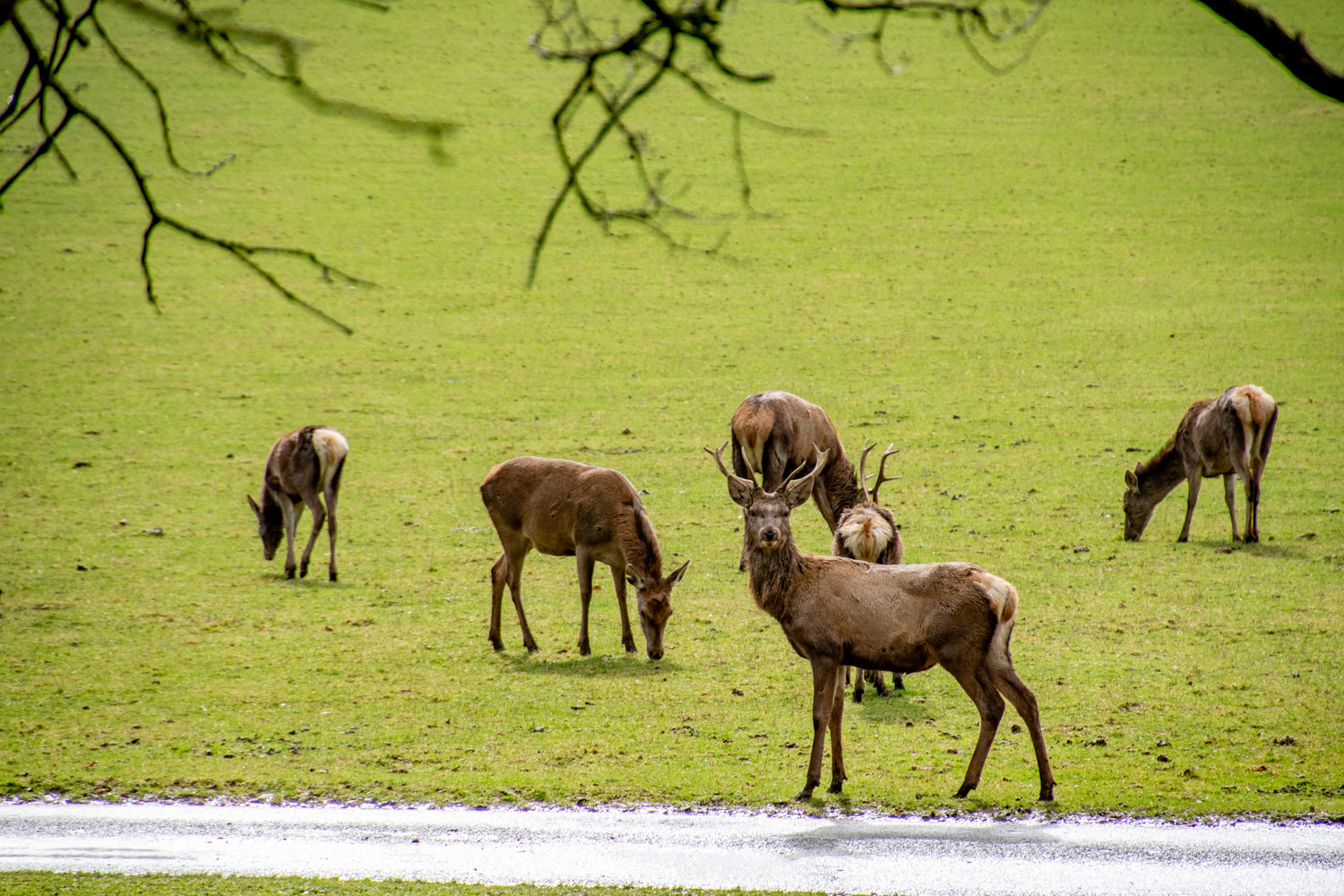 Wildpark van Han - alles over de Ardennen