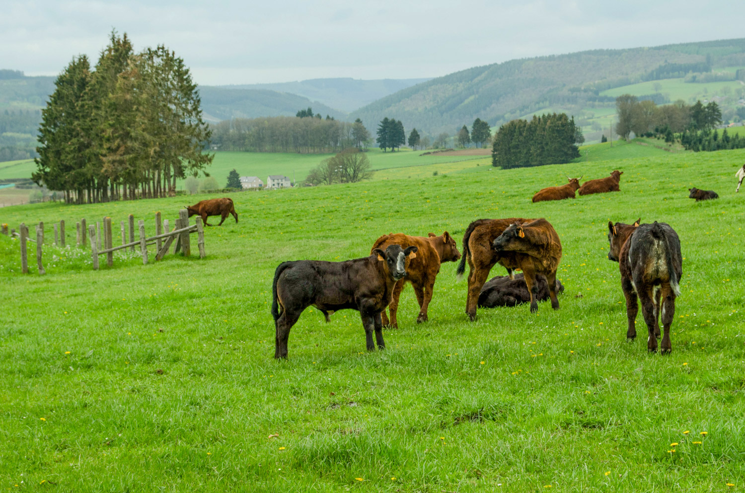 Wanne - alles over de Ardennen