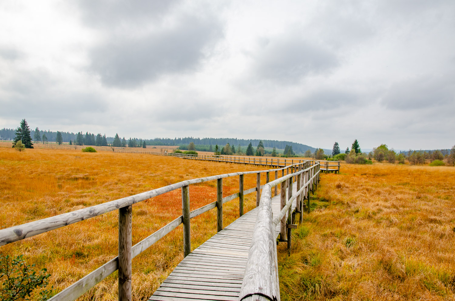 Natuurleerpad Veen van Poleur — Mont Rigi - alles over de Ardennen