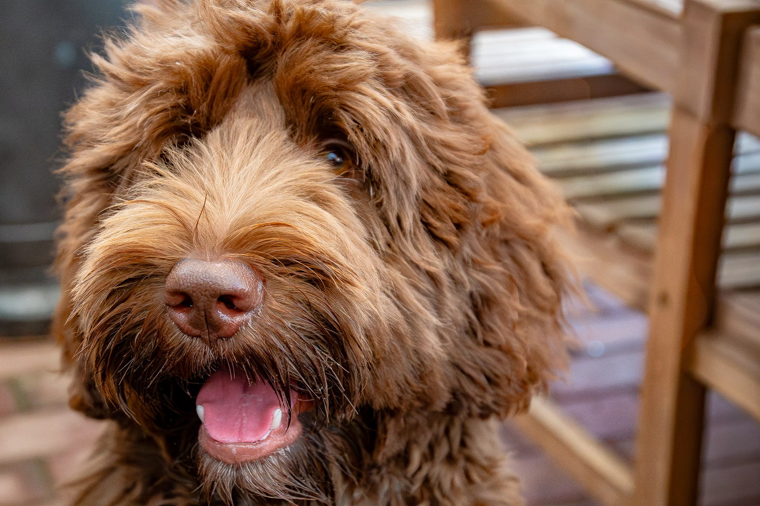 Huisje huren met een hond in de Ardennen - alles over de Ardennen